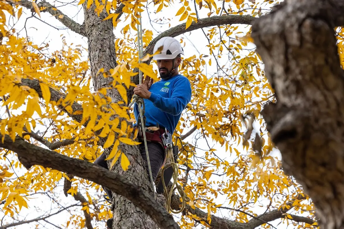 Skilled Tree Trimming crew working in Ferrisburgh